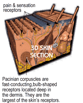 3D SKIN SECTION